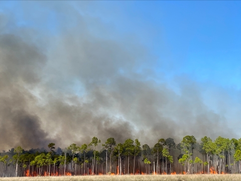 Prescribed burn in pine trees