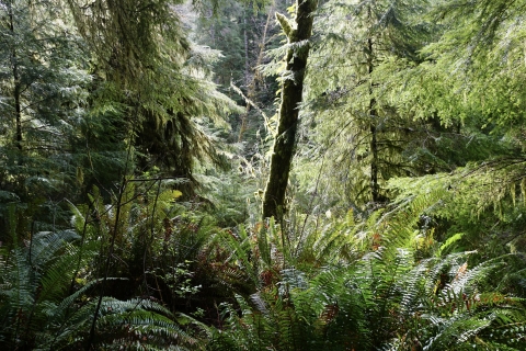 A lush, green forest with many ferns in the foreground