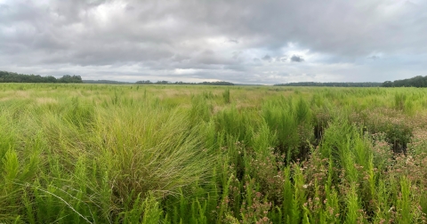 Tall grasses grow in a marsh habitat. This open landscape is suitable for multiple species, including Eastern black rail. 