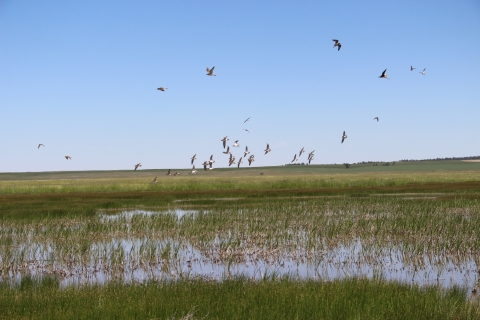 A group of small shorebirds in flight are shown flying around a shallow marsh.
