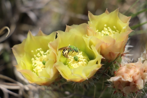 A bee pollinates a yellow cactus flower.
