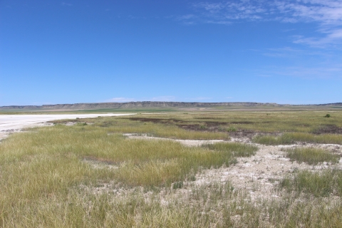 An open praire with a mixture of exposed white soil and grasses under a blue sky.