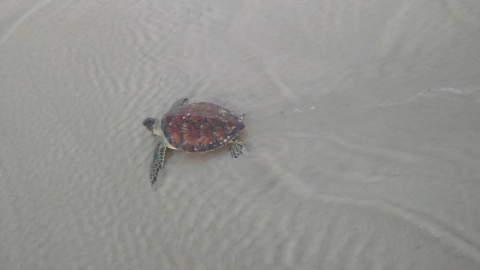 Green Sea Turtle on Beach