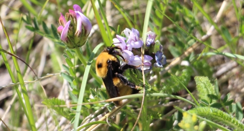 A bumblebee pollinates a flower.