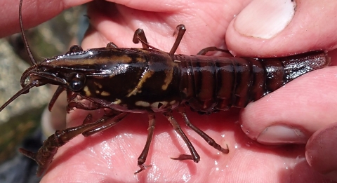 A Black Creek crayfish is held in a person's hand.
