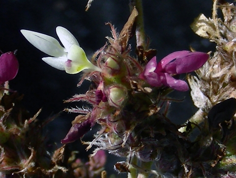 The Florida prairie clover is a perennial shrub that grows in pine rocklands and coastal uplands. It flowers all year long with white and maroon blossoms. 