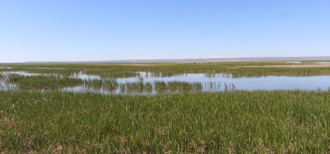 A wetland with thick cattails is shown.