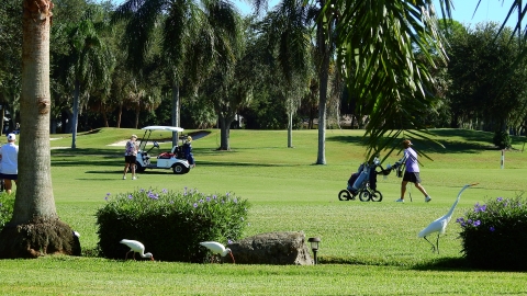 White ibis and great egret on the IMG Academy Golf Course with golfers in the background