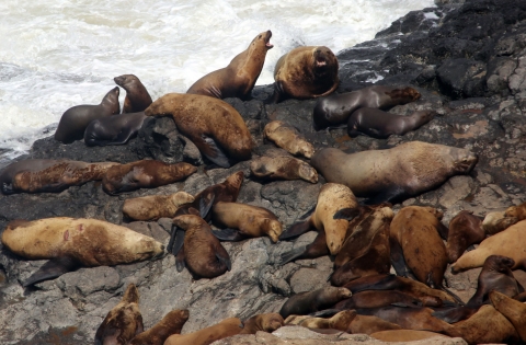 A group of California sea lions