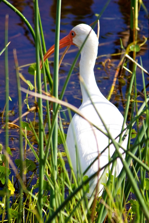 White Ibis in a grassy wetland
