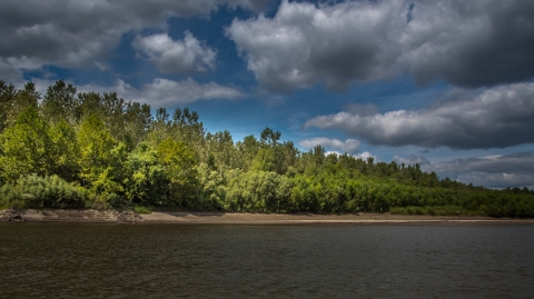 A river lined with green trees