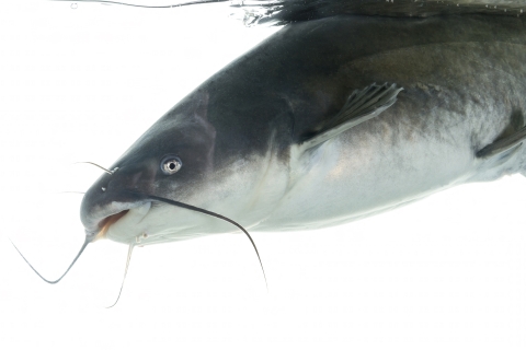 A blue catfish under water