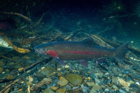 Rainbow trout