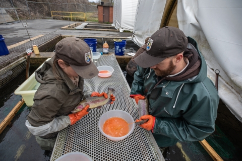 Spawning rainbow trout at Erwin National Fish Hatchey