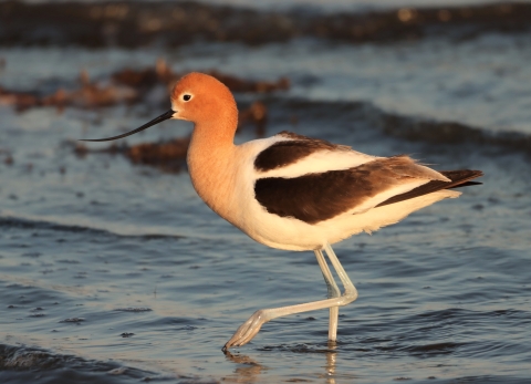 	American avocet at Huron Wetland Management District
