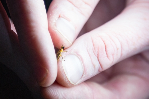 Biologist holds Bethany Beach firefly to confirm species markings