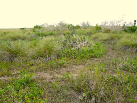 Coastal Prairie Laguna Atascosa National Wildlife Refuge