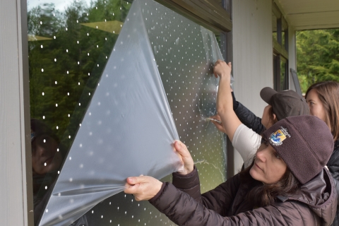 U.S. Fish and Wildlife employees are pulling film off a window, leaving semi-permanent dots stuck on. The employees are wearing brown U.S. Fish and Wildlife Service gear.