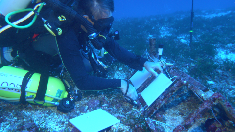 Anthony Montgomery, a marine biologist with the U.S. Fish and Wildlife Service lays out plates used to collect marine cryptobiota, cryptic invertebrates that serve as building blocks for coral, long the ocean floor. 