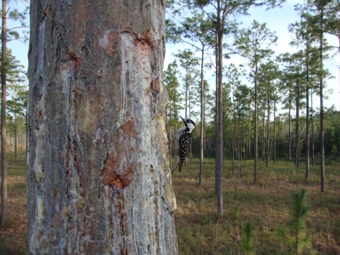 A red-cockaded woodpecker in a longleaf pine forest.