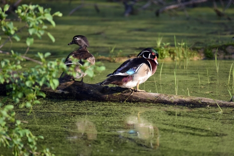 Two wood ducks standing on a log in water