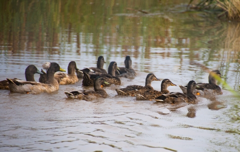 A group of a dozen ducks swimming through a muddy pond.