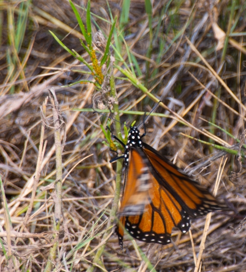 A monarch butterfly crawls on a small whorled milkweed amidst dried grass and shrubs.