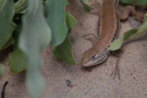 a dunes sagebrush lizard crawls in the sand between green oak leaves