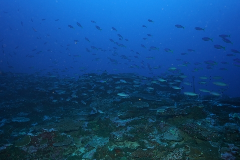 The mesophotic coral ecosystem within the twilight depths of Fagatele Bay, National Marine Sanctuary of American Samoa. The reef is teaming with fish. The ambiance is dim, with deep hues of blues. 