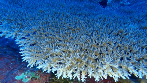 Coral in the mesophotic coral ecosystem. Yellowish-white, each polyp reaches out like a finger. 