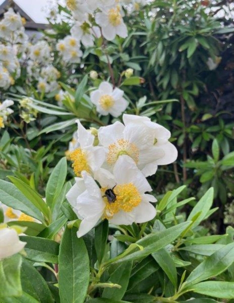 a black bee sits on the yellow center of a flower that has white petals and green leaves