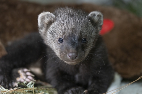 a dark brown fisher kit looks directly at the camera