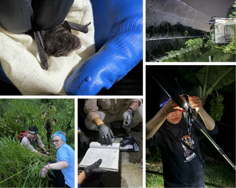 A collage of 5 photos, showing a close-up of a bat held in gloved hands, a wide net stretched across a leafy landscape, two people kneeling in tall grass to secure a net pole, glove hands pointing to a bat identification guide, and a woman tying rope to a pole at night using a headlamp. 