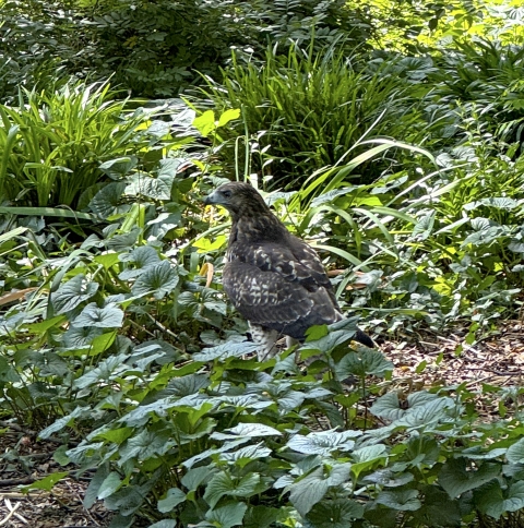 A red-tailed hawk stands in the center of the frame, surrounded by green vegetation.