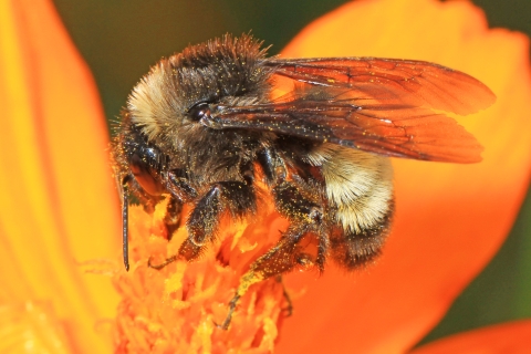 An American bumble bee on a flower
