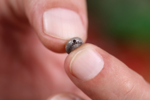 An engorged tick being held between two fingers