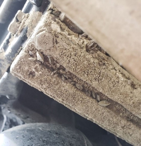 Dead zebra mussel encrusting underside of boat motor.