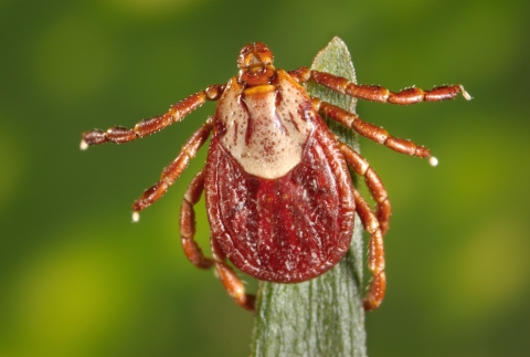 A macro photo of a bright red tick