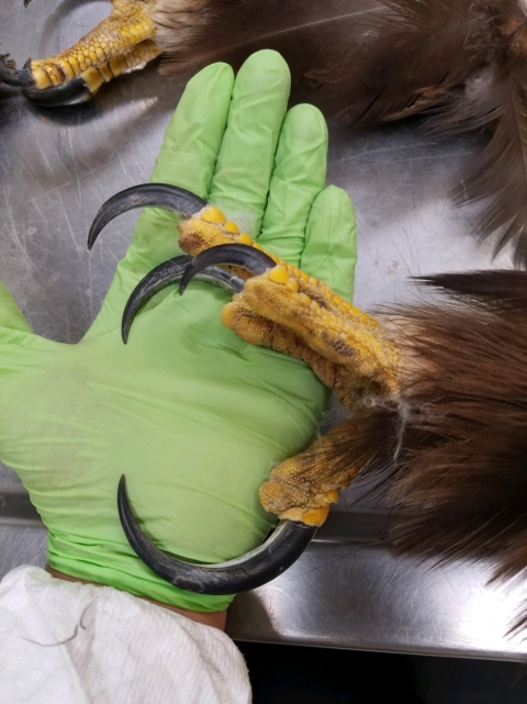 a gloved human hand holds an eagle foot showing all the talons