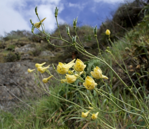 several yellow tubular flowers