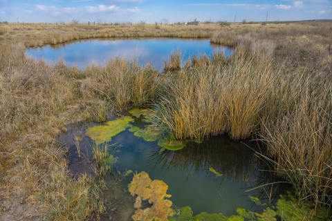 Ponds surrounded by browning grass. The pond in the foreground has algae growth and the day is sunny.