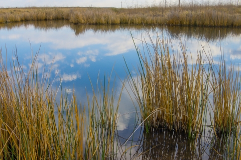 wispy clouds reflect in a still pond with grass reeds growing around and throughout