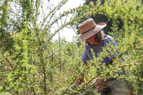 Lone woman kneeling down, gardening