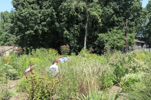 Three people working in a garden