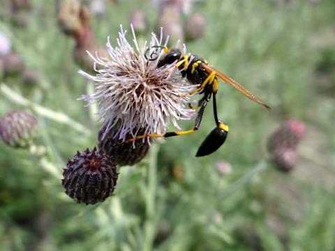 Close up image of a wasp on a thistle flower