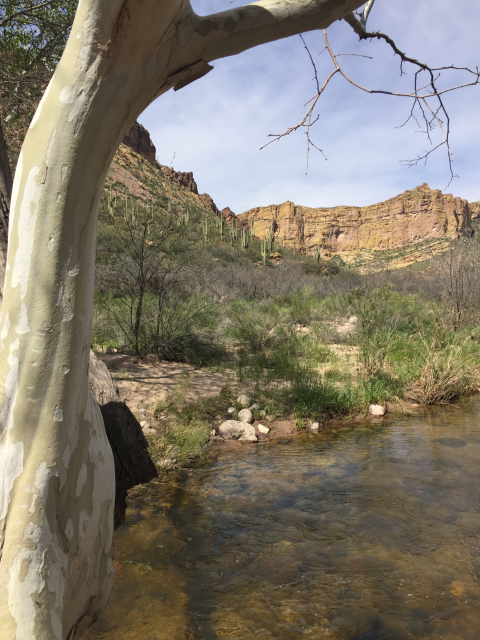 Image if a creek with a tree in front