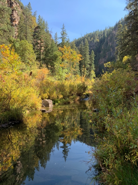 Image of a creek in a forest