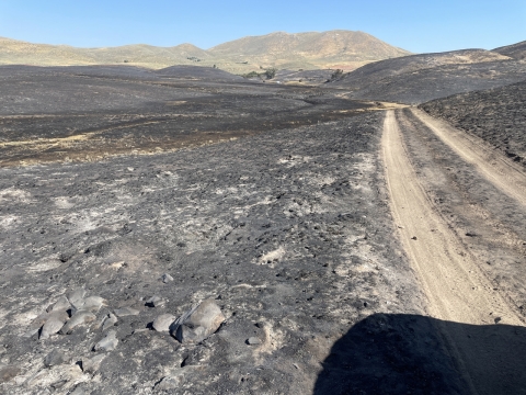 Image of the land scorched by the Wildhorse fire