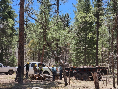 Image of a crew cutting firewood and preparing firewood for transportation in front of a white truck