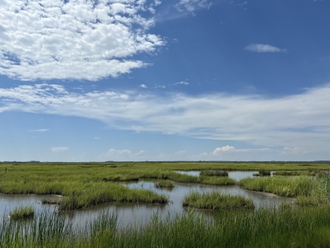 Image of a tidal marsh on Blackwater National Wildlife Refuge